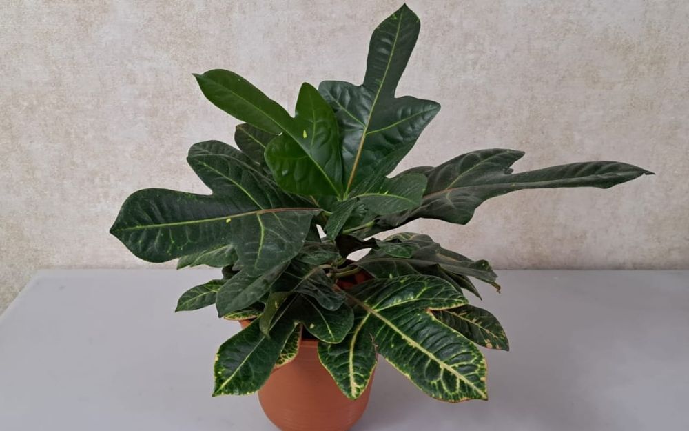 Цветы Цветы Цветы