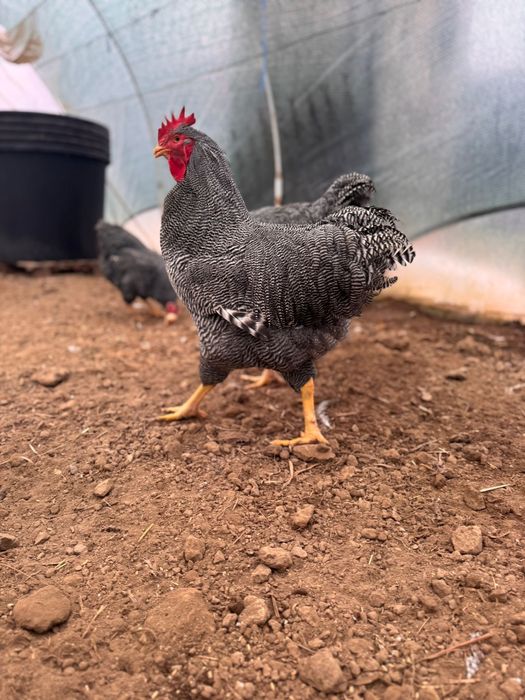 Vand cocosi Playmouth Rock Barat , 1 Australorp Alb si 1 Marans