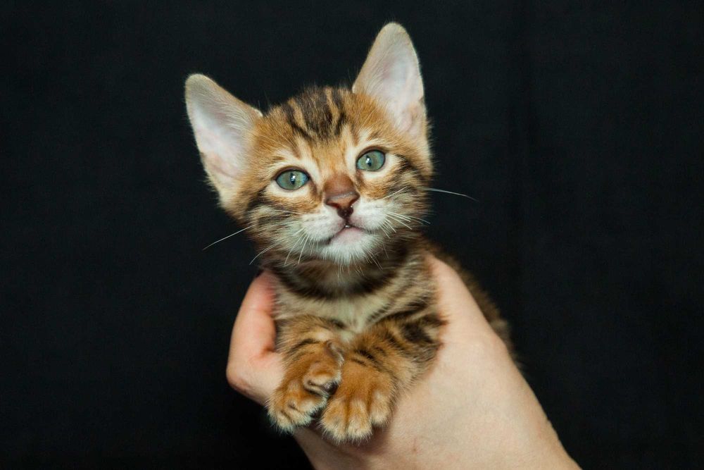 Бенгальские котята с документами