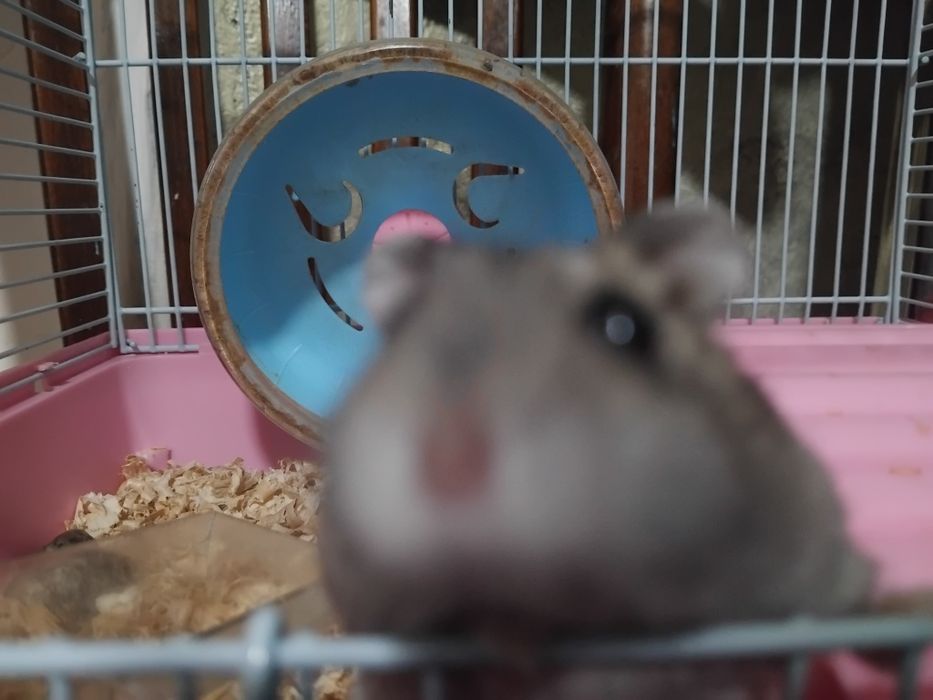 джунгарский хомяк