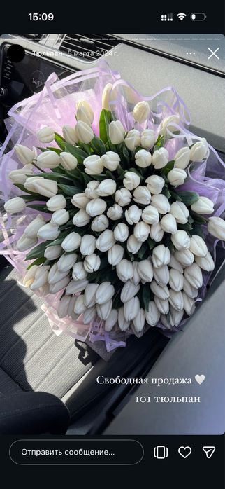 Тюльпан Алматы шт 500