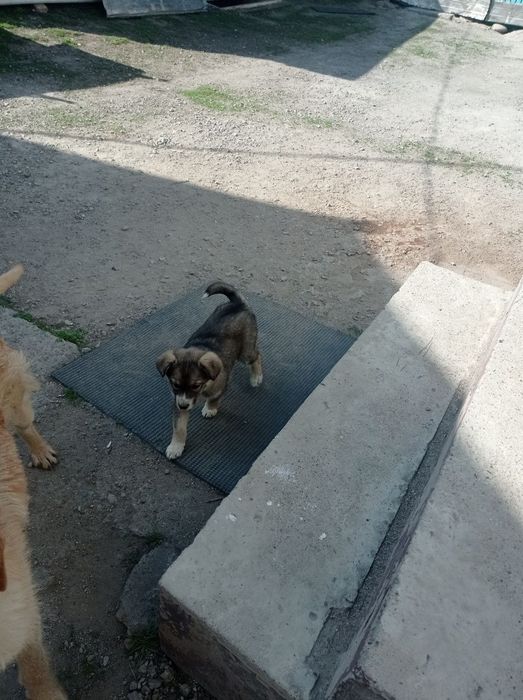 Щенки, здоровые крепкие.