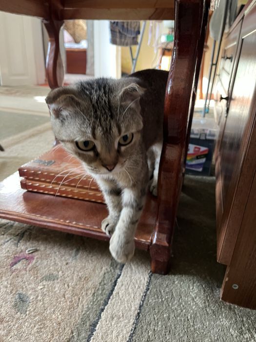 Отдам вислохую кошку