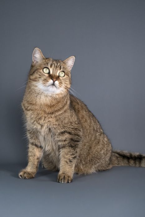 Кошечка Маша в поиске дома