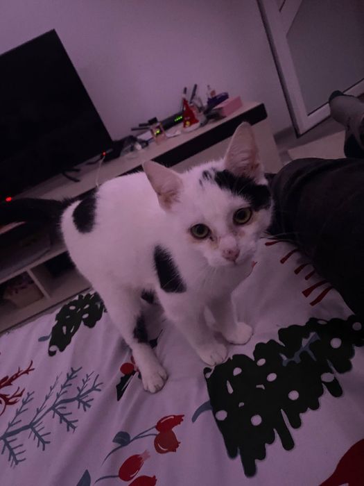 Donez doua pisicuțe