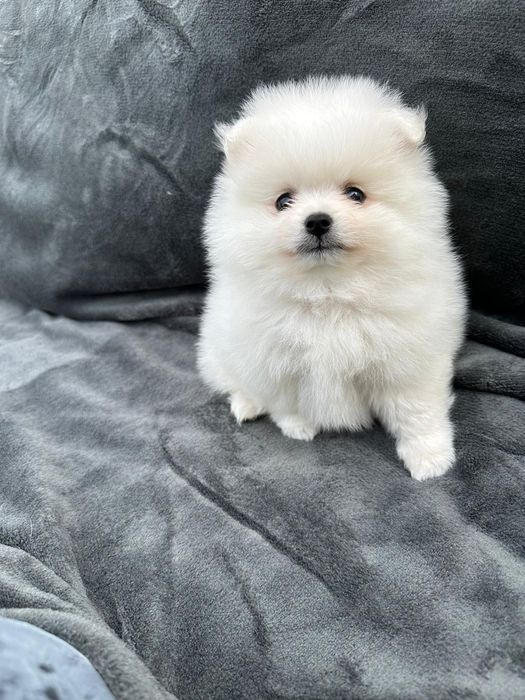 Pomeranian mini spitz
