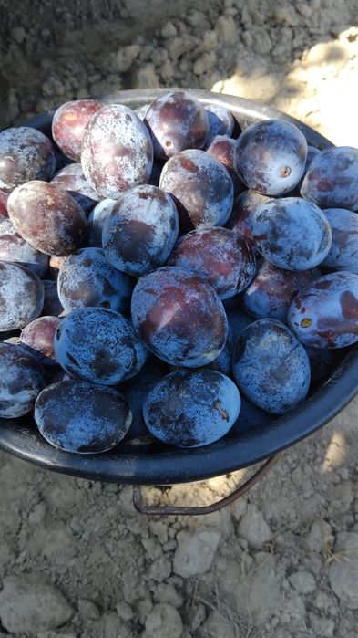 Prune la super pret