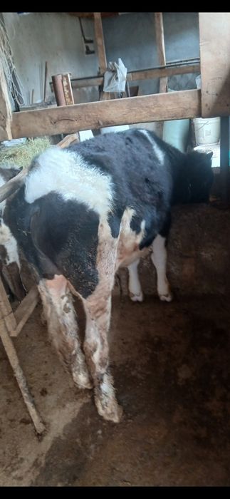 Бичок сатилади 11 айлик