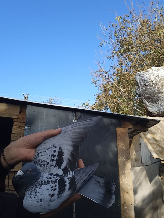 voiajori de vânzare