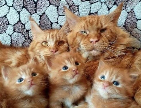 Мейн кун котята.
