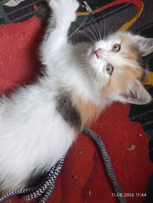 Котята ищут своих людей