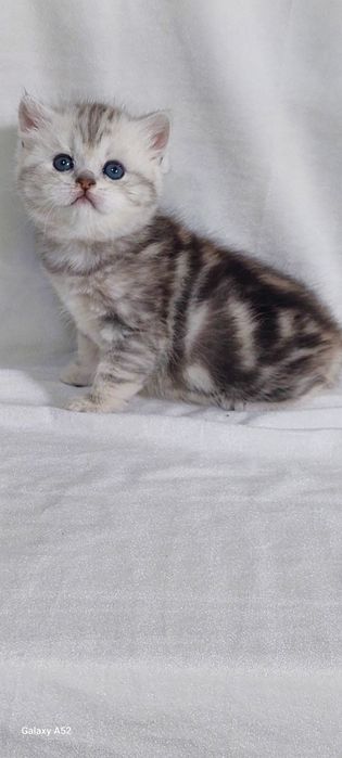 Продаётся  девочка  очень  крупная  моаморное серебро