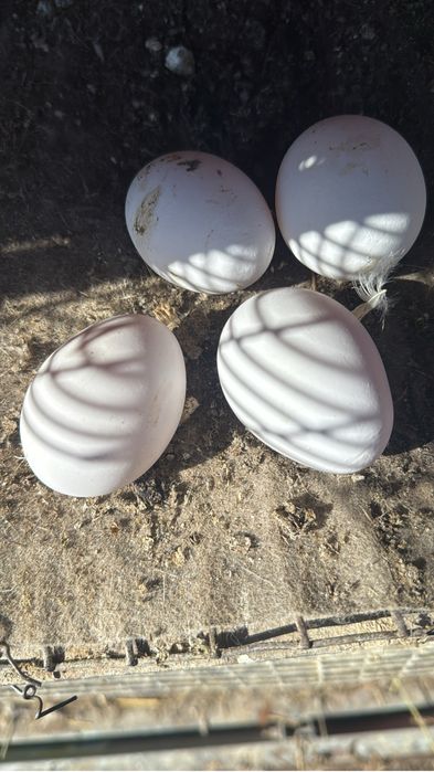 Куры несушки белые