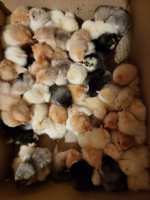 Pui brahma columbia herminat inchis potarnichiu porțelan italiene