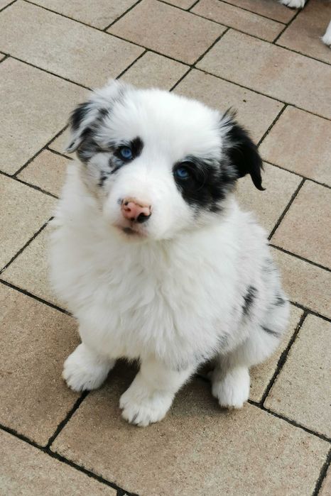 Vand mascul Border Collie merle cu pedigree AChR