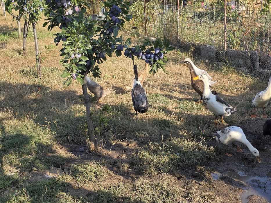 Familie de rate indiene alergătoare 5+1