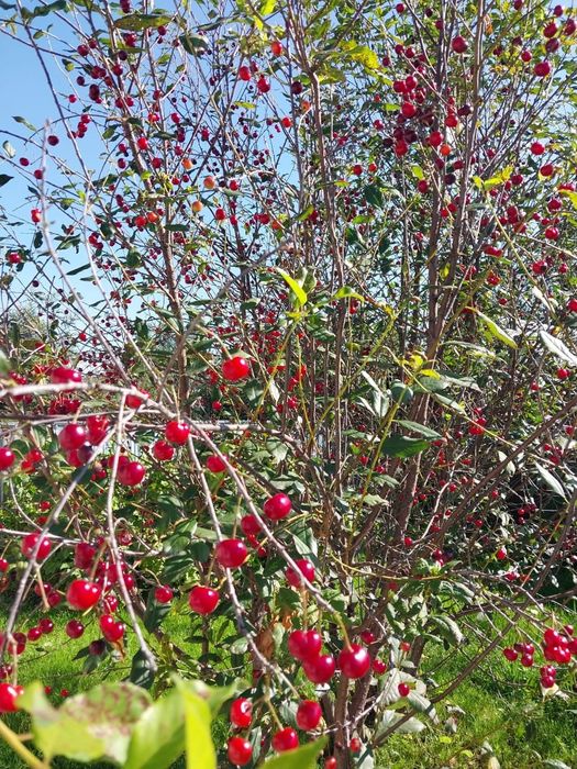 Продам дачу 7 соток