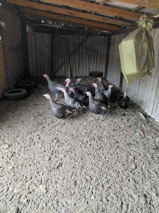 Инкубационные Индюшиные яйца