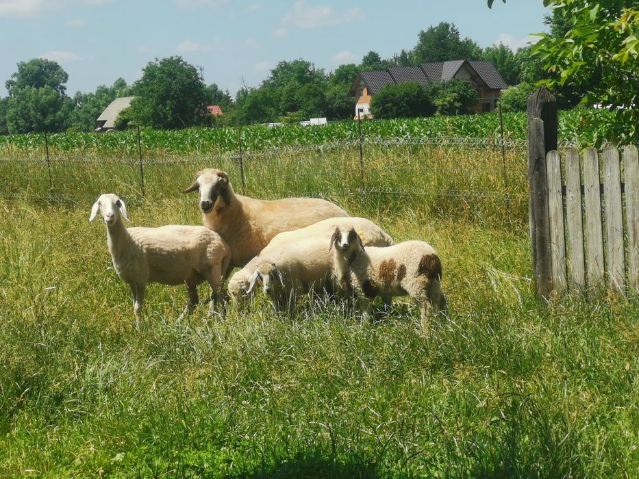Vând cârlan     .