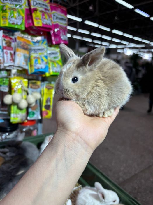 Декоративные кролики новое поступление