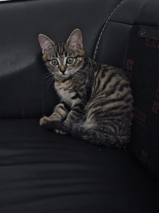 Котенок девочка 3 месяцв