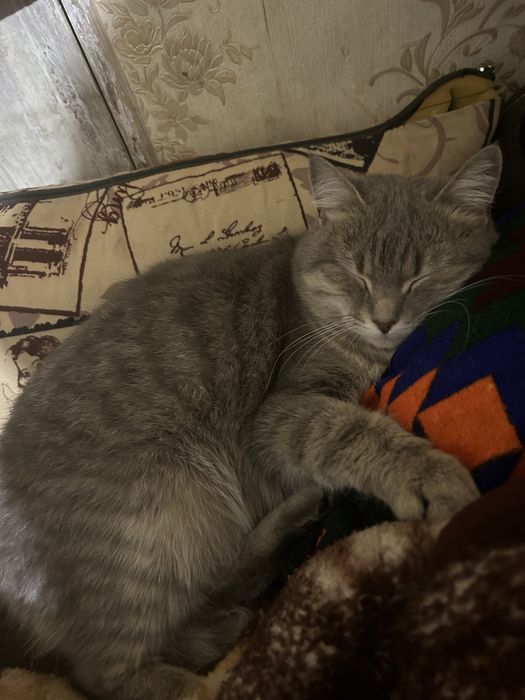 Отдам кошку бесплатно