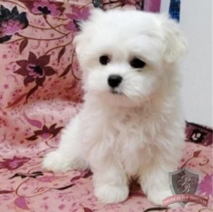 Bichon Maltez  B