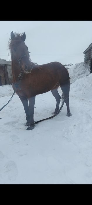 Айгыр- Жеребец сатылады