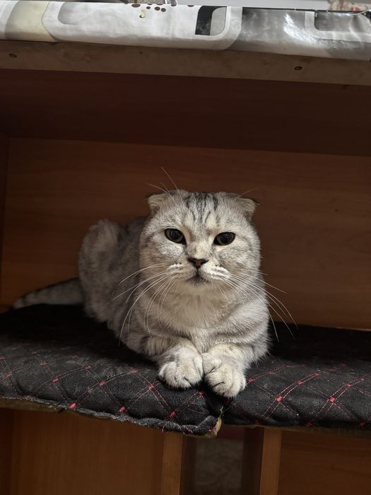 Томми ищет себе невесту