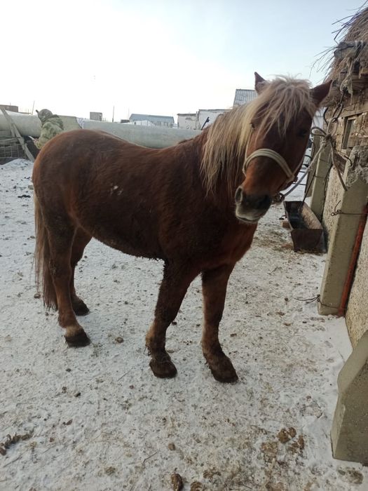 Лошадь (Жеребец)