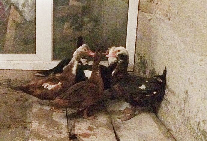 Продам молодых индауток