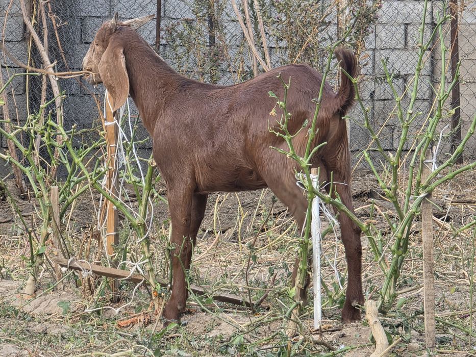 Теке лақ бес жарым айлық