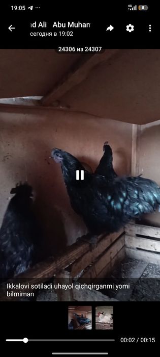 Uhayol hòroz adler hòroz sotiladi