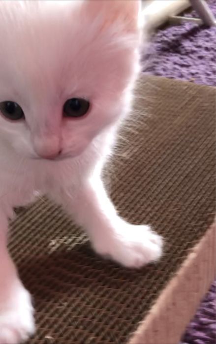 Продам очаровательных, милых котят