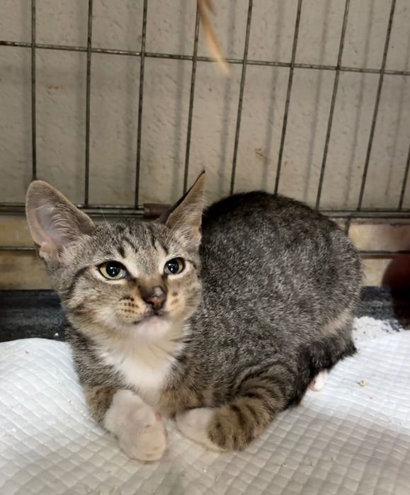 Pui de 2-3 luni pentru adoptie