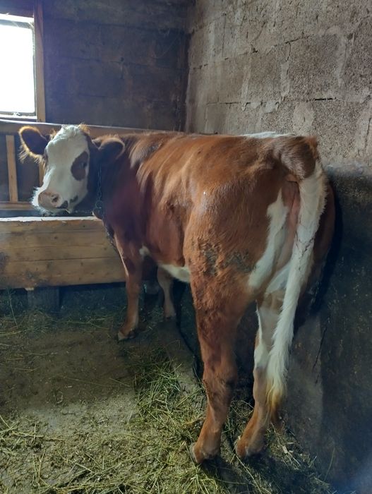 Vând junică de 1 an