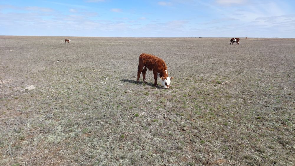 Продам коров с телятами