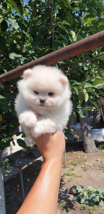 Померан мини