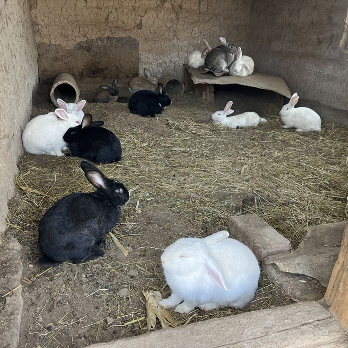 Қоян заец кролик