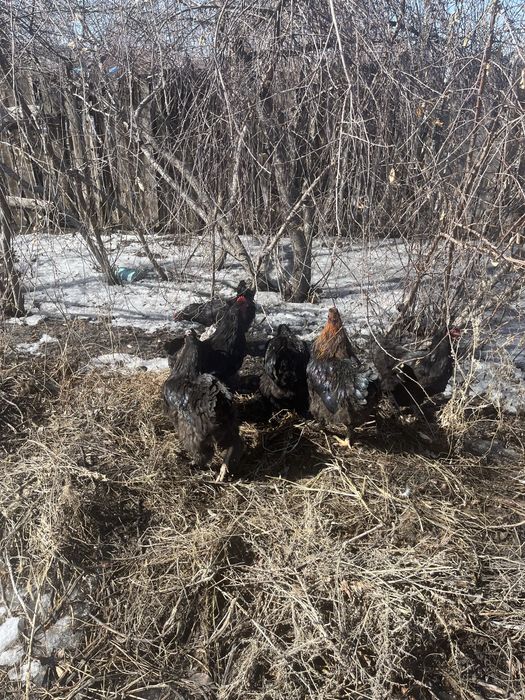 Петухи Брама черные