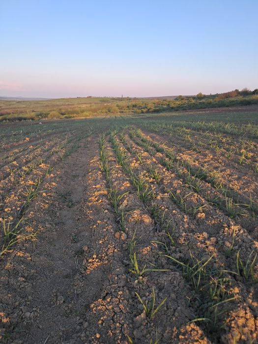 Vând usturoi românesc