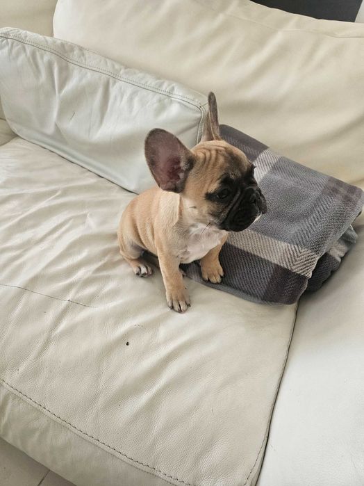 Френски булдочета