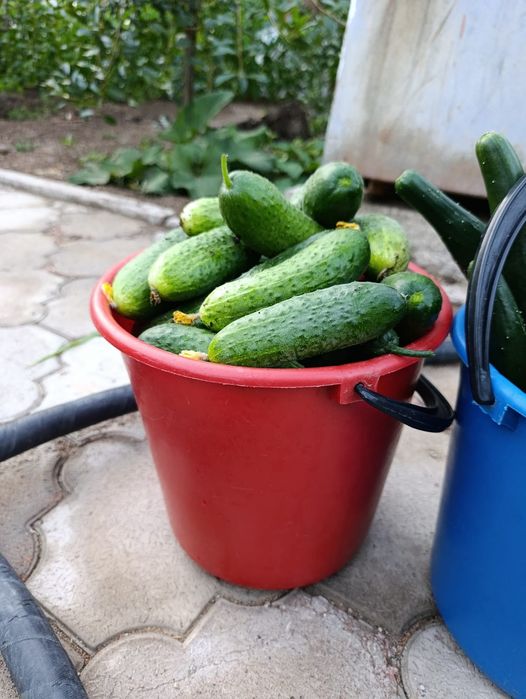 Продам домашние огурцы Балхаш