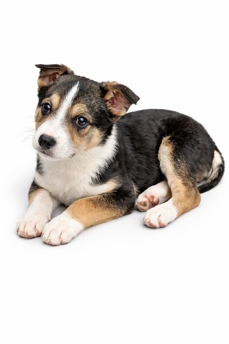 Девочка в поисках дома