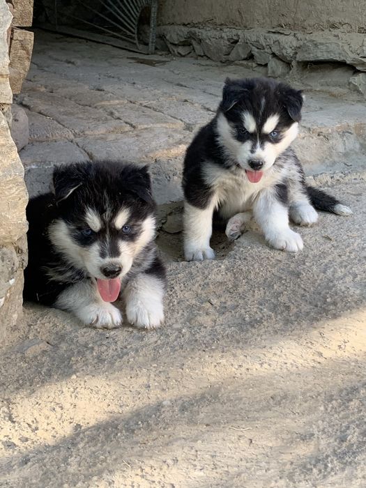 Sibirski xaski bolalari