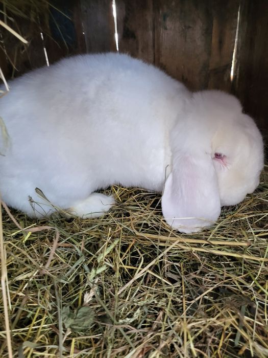 Iepuri Berbec german