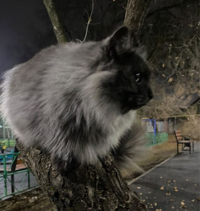 Кошку в добрые руки