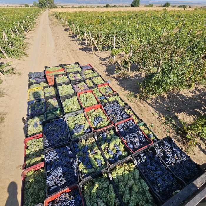Vînd Struguri de vin cu transport gratuit 
Fetească Regală
Tămâioasă Românească
Grasă de Cotnari
Șarbă
Crâmpoșie
Zghihară de Huși
Galbenă de Odobești