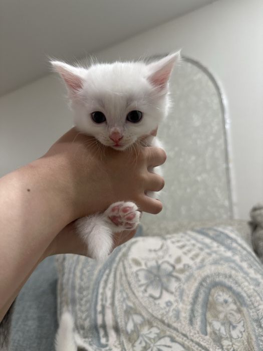 Продам ангорских котят