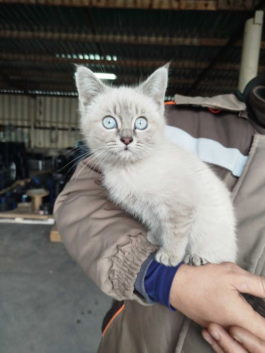 Продам котенка...